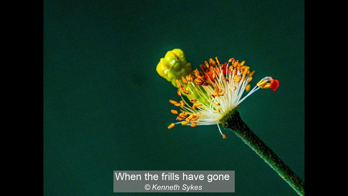 When the frills have gone